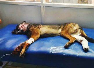 ਆਖਰੀ ਸਲਾਮ..! ਫੌਜ ਦਾ ਬਹਾਦੁਰ ਜ਼ੂਮ ਜ਼ਿੰਦਗੀ ਦੀ ਜੰਗ ਹਾਰ ਗਿਆ ਬਹਾਦੁਰ ਜ਼ੂਮ