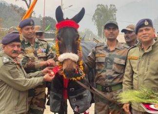 सेना में पशुओं की कद्र , सेना प्रमुख जनरल पांडे ने इस खच्चर को अवार्ड दिया खच्चर को अवार्ड