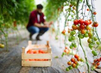सिक्किम पूर्व सैनिकों को विभिन्न फलों की खेती के लिए प्रोत्साहित करेगा